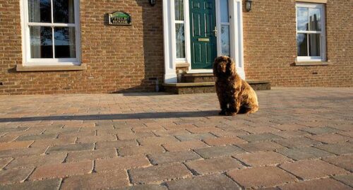 5 ways to make your garden pet friendly