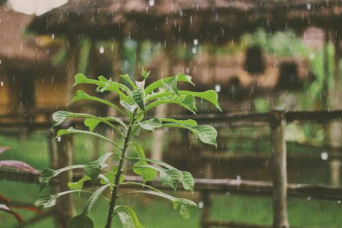 Improving Drainage in the Garden